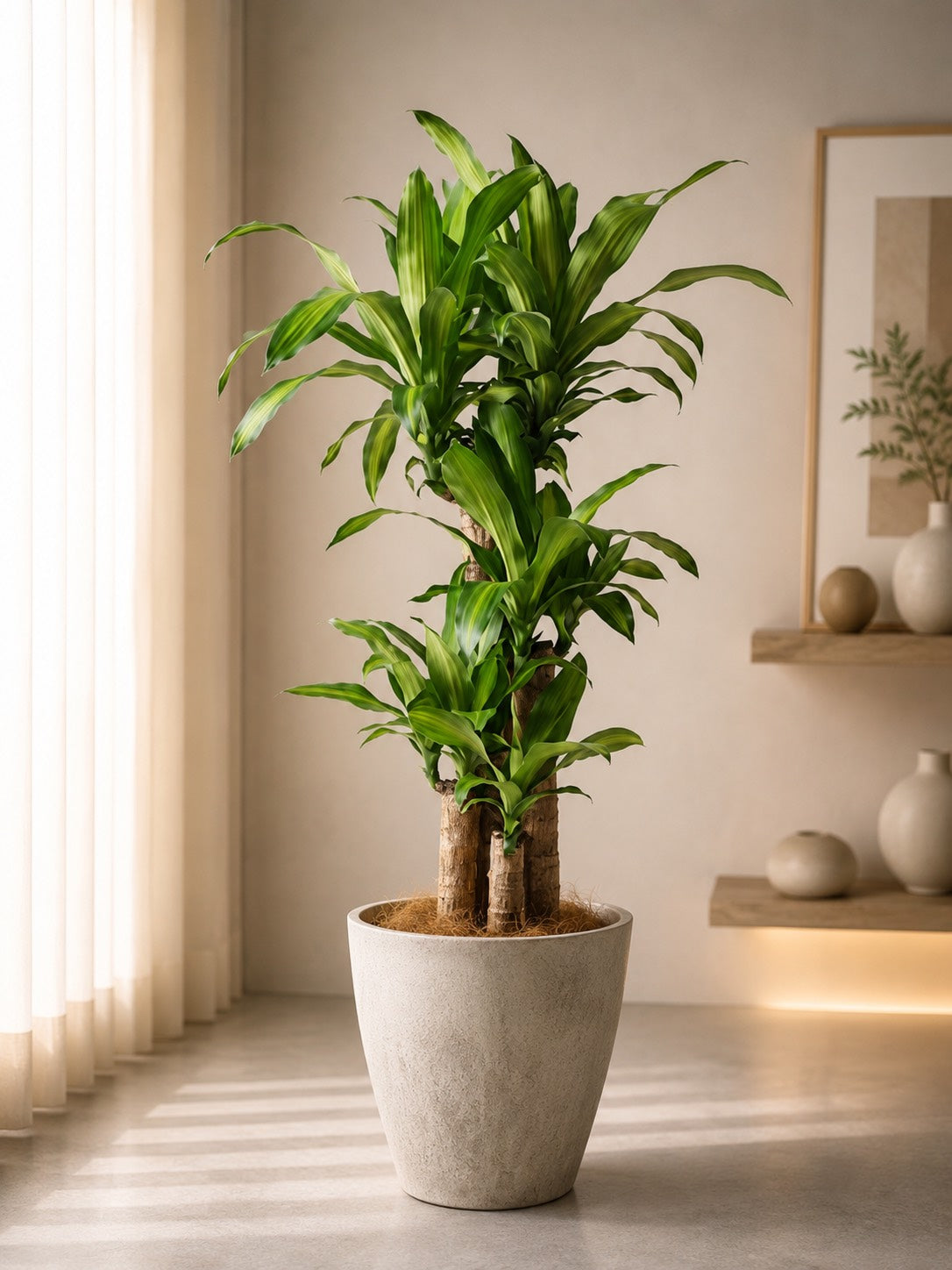 観葉植物 ドラセナ