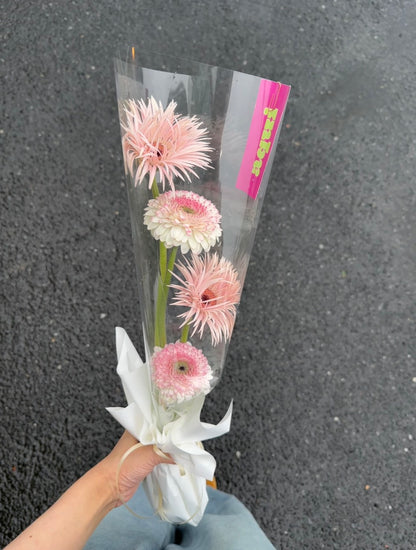 Gerbera